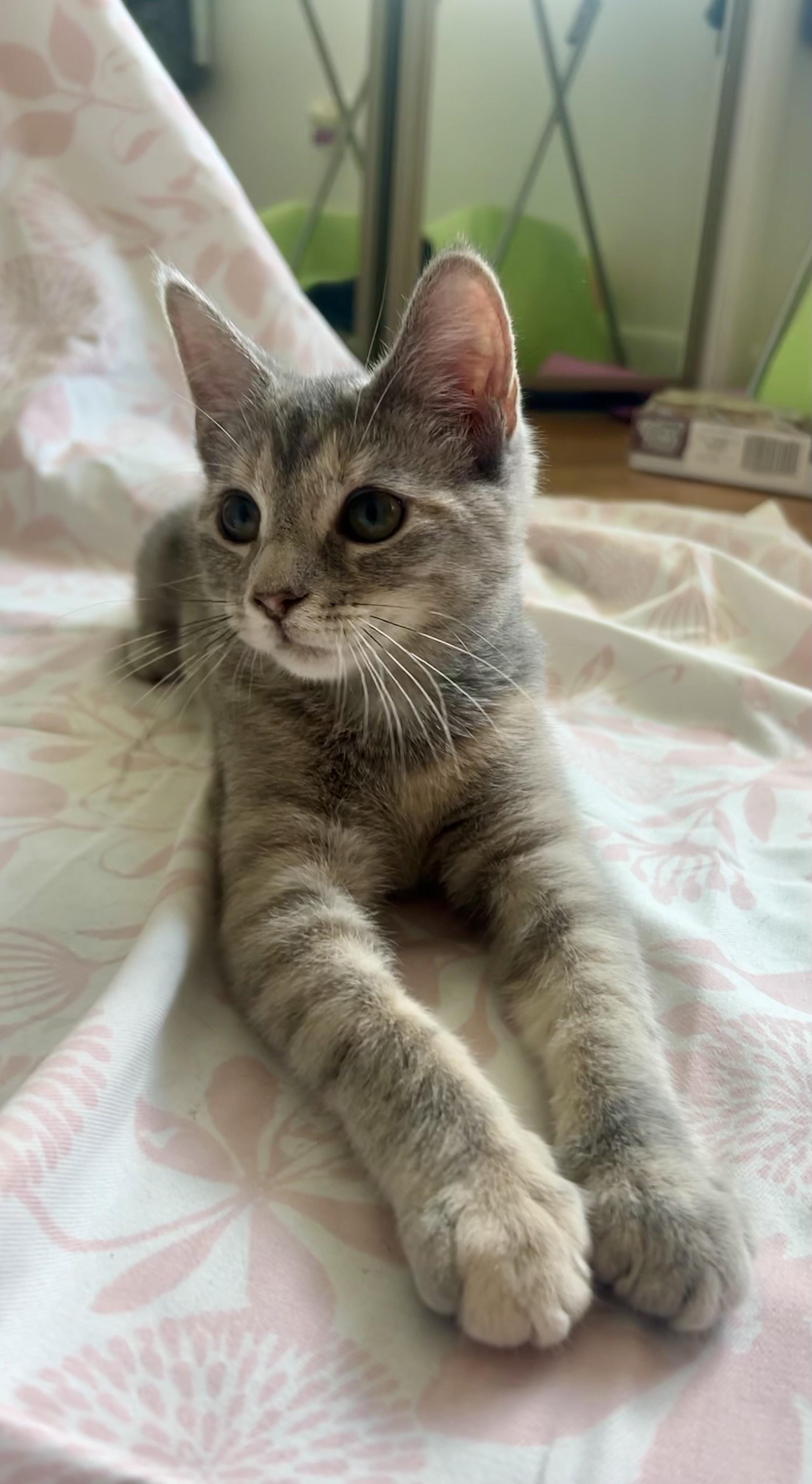 Amelia, a Adopted mixed breed in Hershey, PA image 1/6