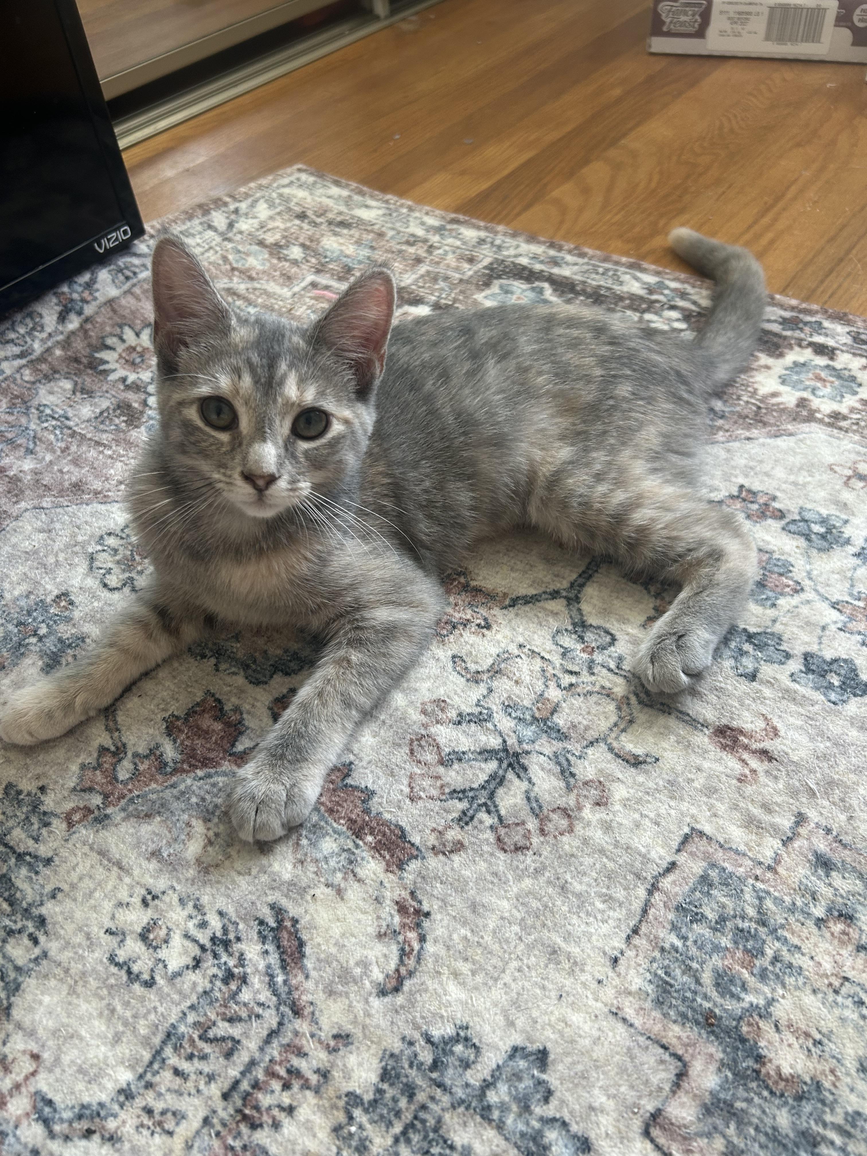 Amelia, a Adopted mixed breed in Hershey, PA image 2/6