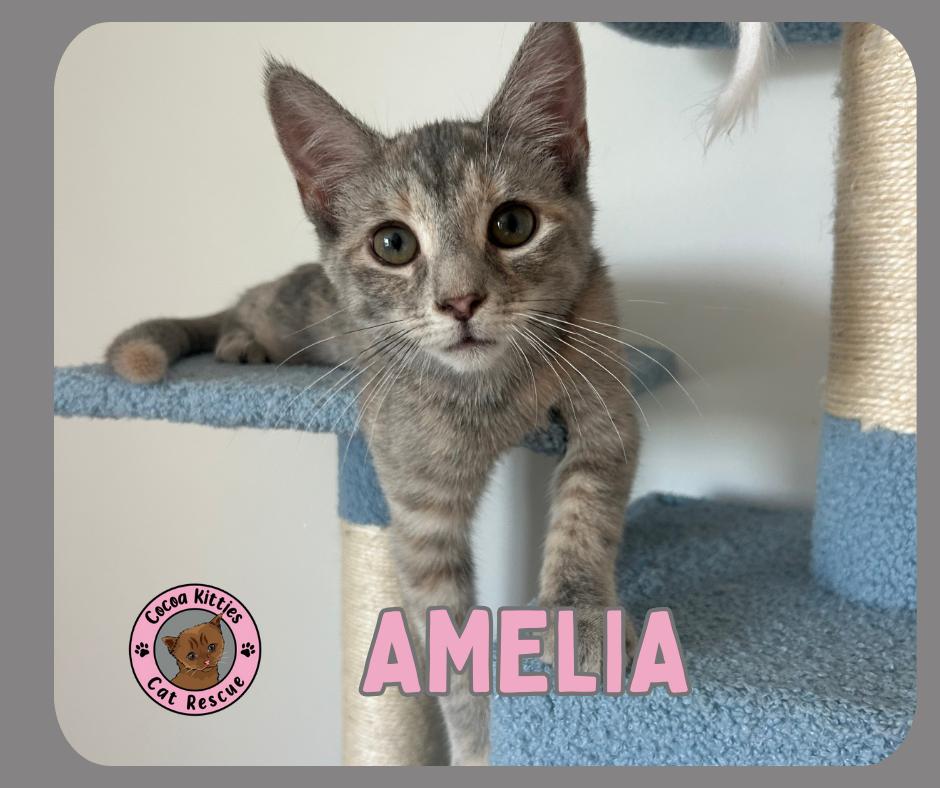 Amelia, a Adopted mixed breed in Hershey, PA image 3/6