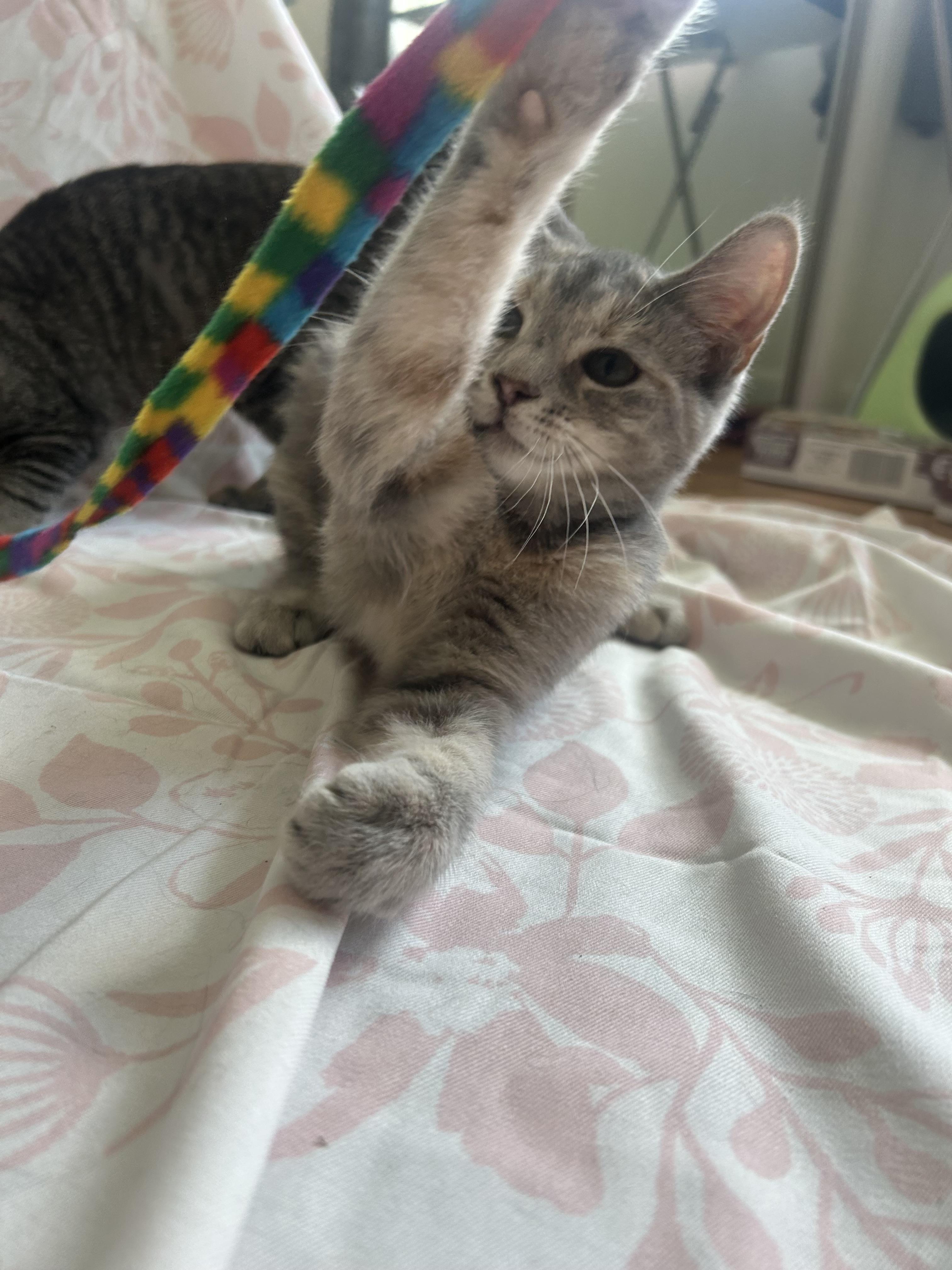 Amelia, a Adopted mixed breed in Hershey, PA image 5/6