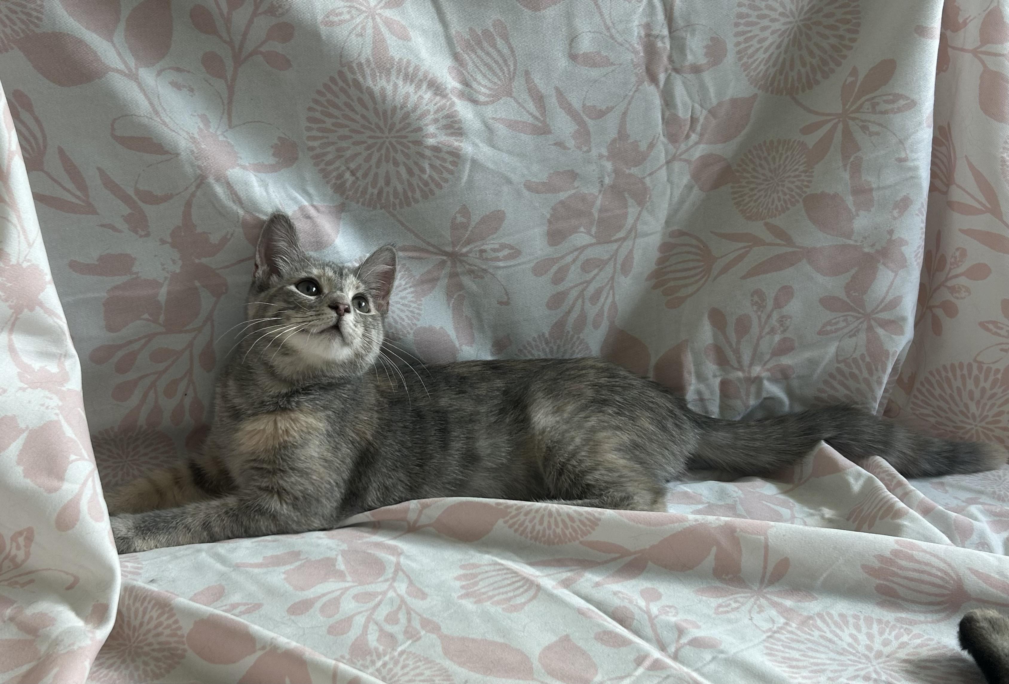 Amelia, a Adopted mixed breed in Hershey, PA image 6/6