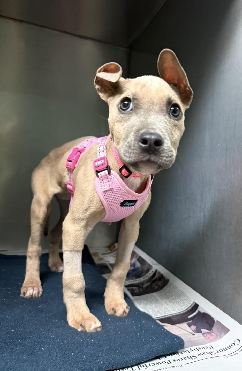 Beta Boo- sweetest girl looking for loving home., Adoptable, Puppy Female Mixed Breed.