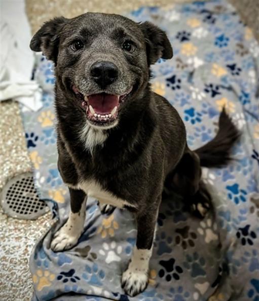 Enlarge ALBANY, a Adoptable mixed breed in Clyde, NC image 1/1