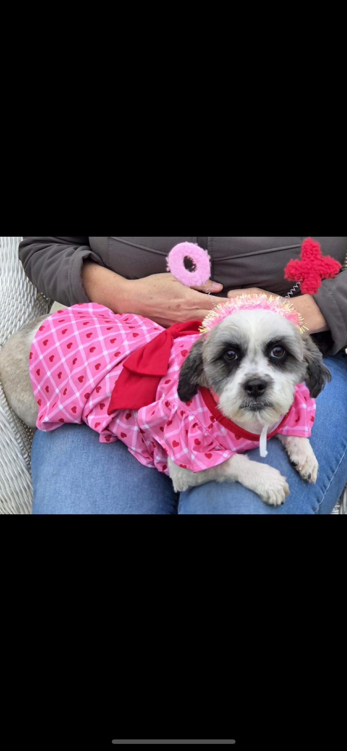 Enlarge Opal, a Adoptable mixed breed in Hamden, CT image 5/6