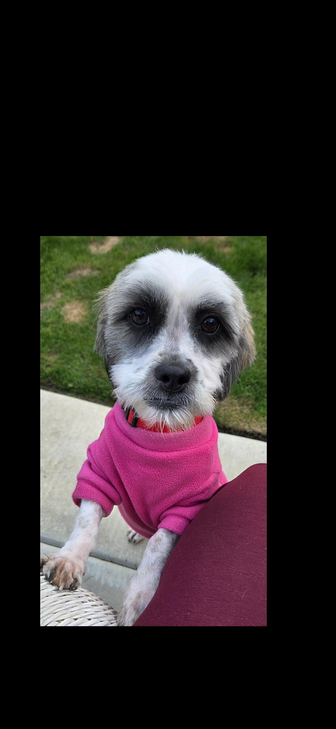 Opal, a Adoptable mixed breed in Hamden, CT image 2/6