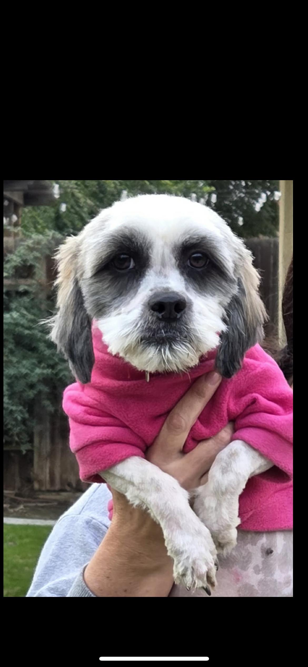 Opal, a Adoptable mixed breed in Hamden, CT image 3/6