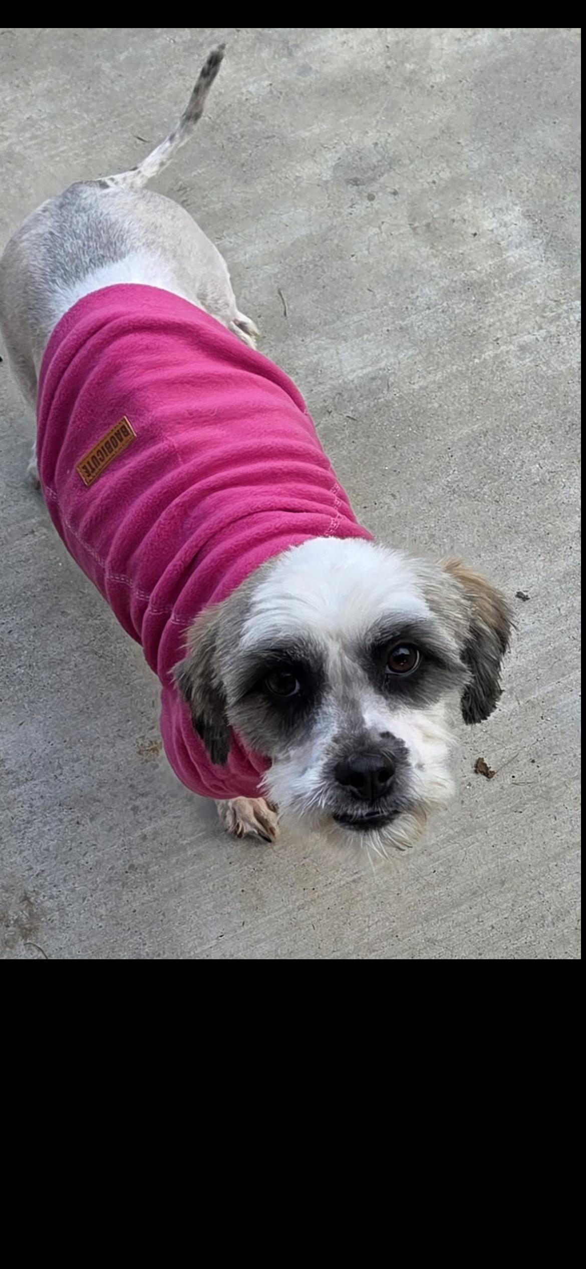 Opal, a Adoptable mixed breed in Hamden, CT image 4/6