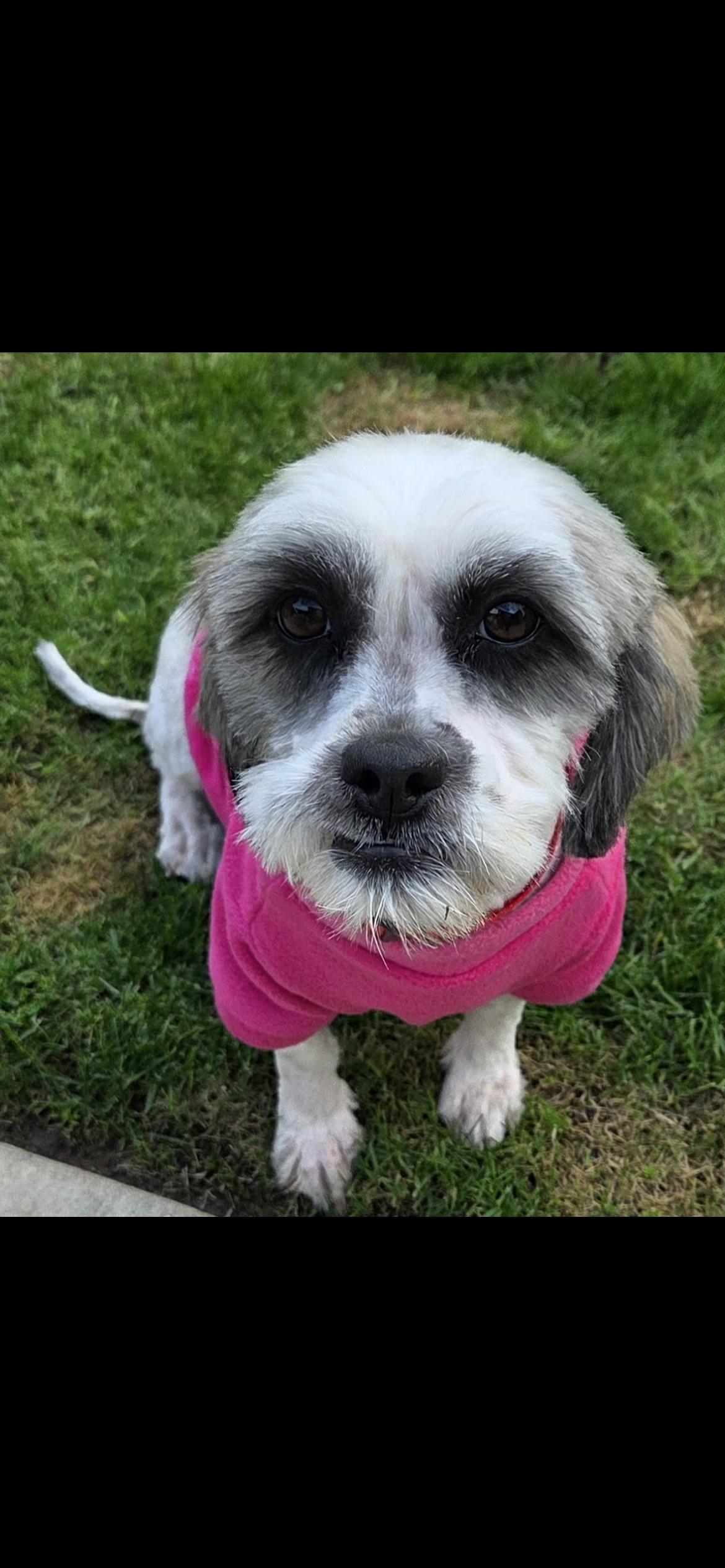 Opal, a Adoptable mixed breed in Hamden, CT image 5/6