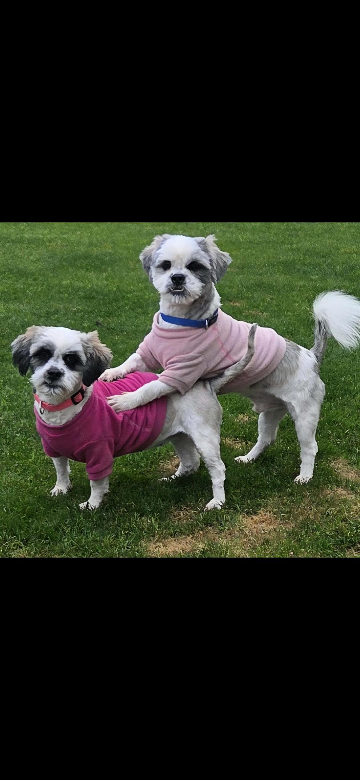 Enlarge Opal, a Adoptable mixed breed in Hamden, CT image 6/6