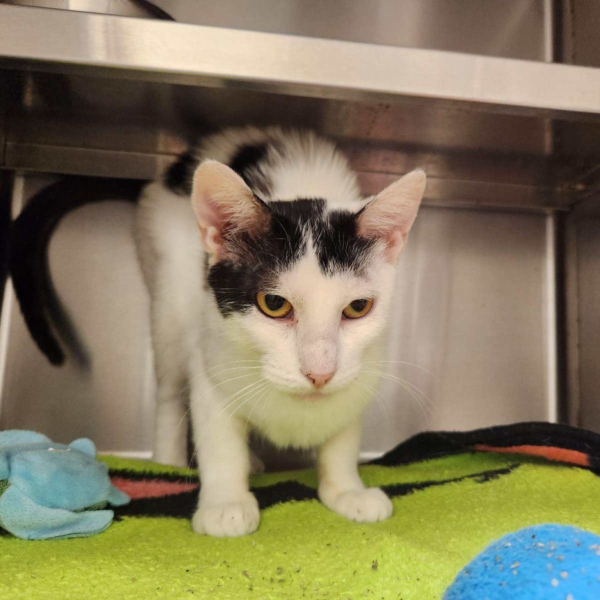 Fable, a ADOPTABLE Domestic Short Hair in Liberty, MO image 3/3