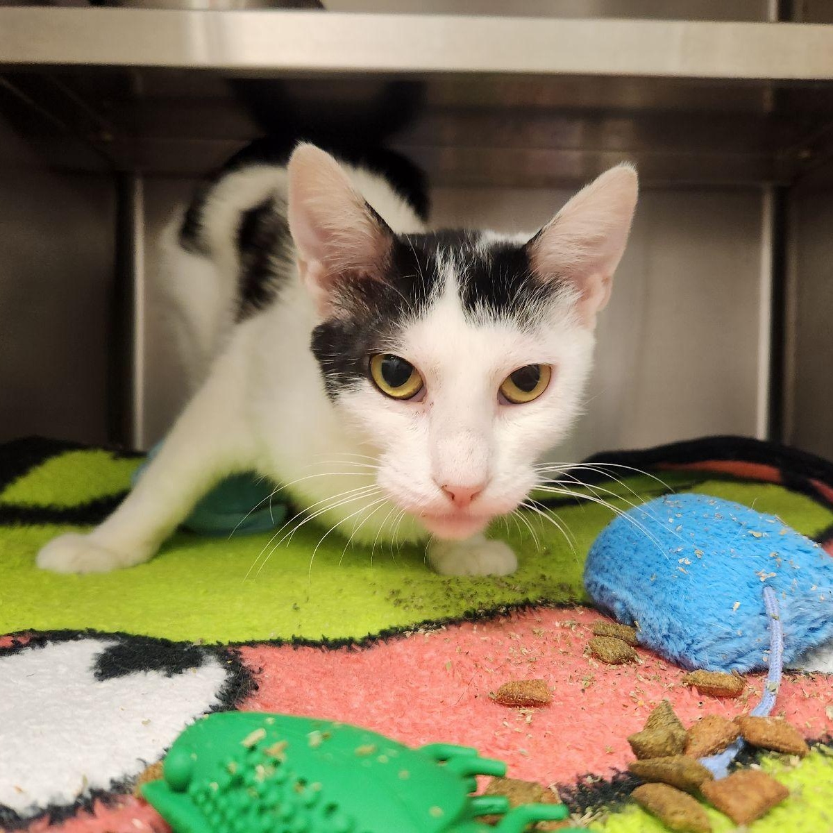 Fable, ADOPTABLE, Young Female Domestic Short Hair.
