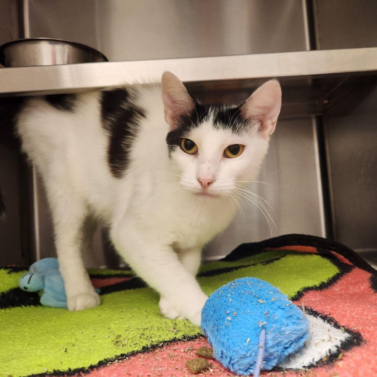 Fable, a ADOPTABLE Domestic Short Hair in Liberty, MO image 2/3