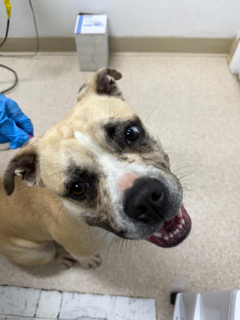 Enlarge Maggie, a Adoptable American Bulldog in Grants Pass, OR image 1/6