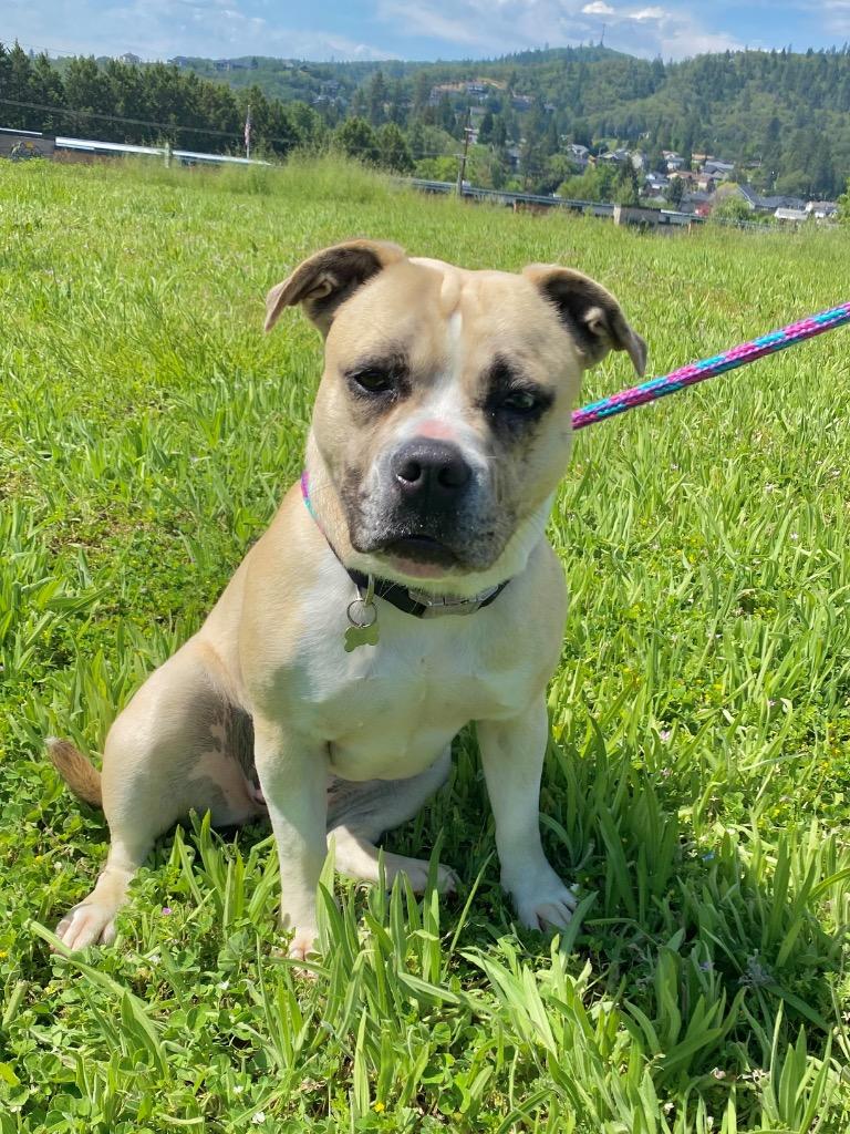 Enlarge Maggie, a Adoptable American Bulldog in Grants Pass, OR image 2/6