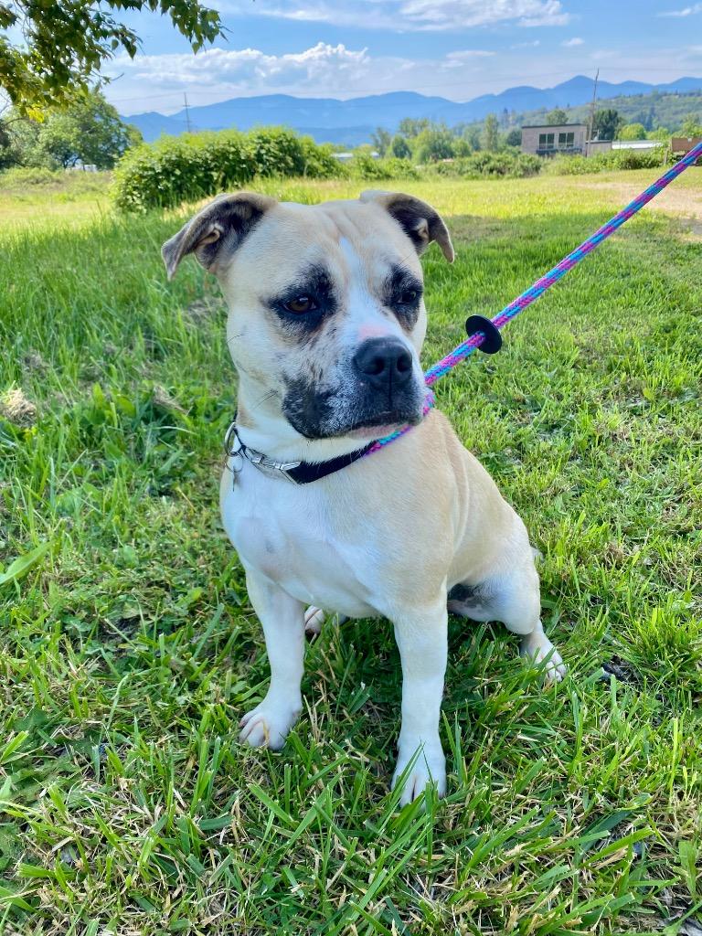 Enlarge Maggie, a Adoptable American Bulldog in Grants Pass, OR image 3/6