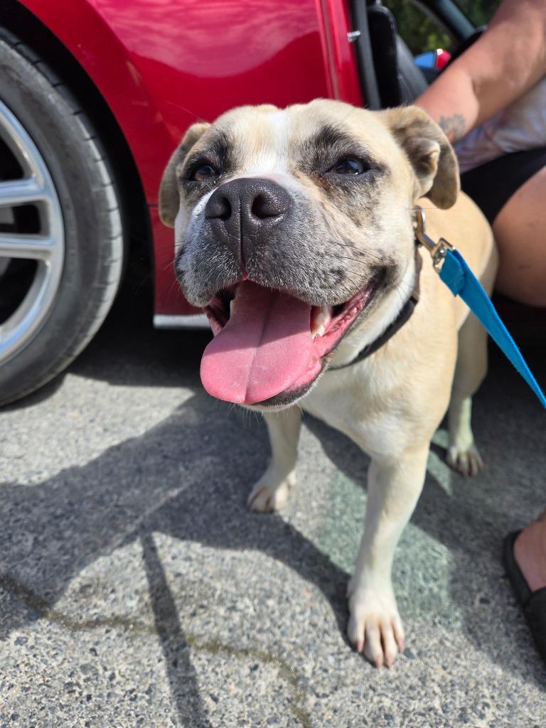 Enlarge Maggie, a Adoptable American Bulldog in Grants Pass, OR image 4/6