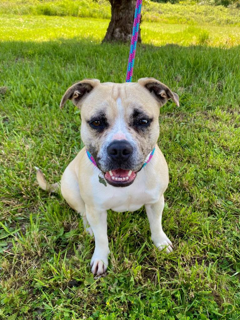 Enlarge Maggie, a Adoptable American Bulldog in Grants Pass, OR image 5/6