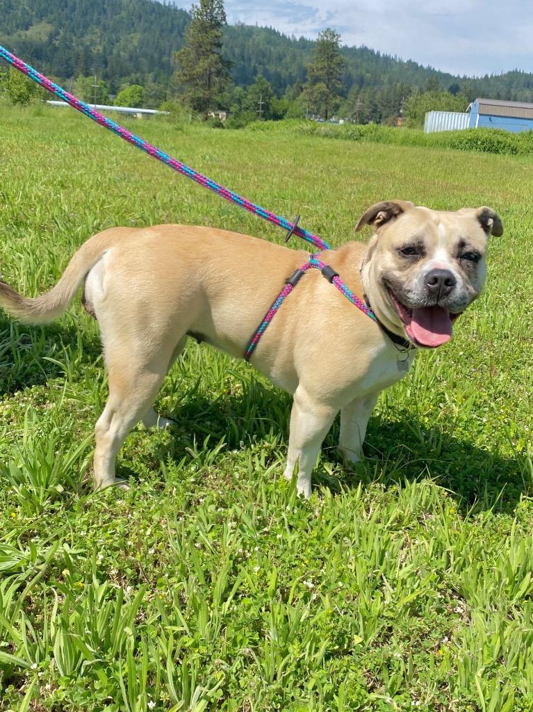 Enlarge Maggie, a Adoptable American Bulldog in Grants Pass, OR image 6/6