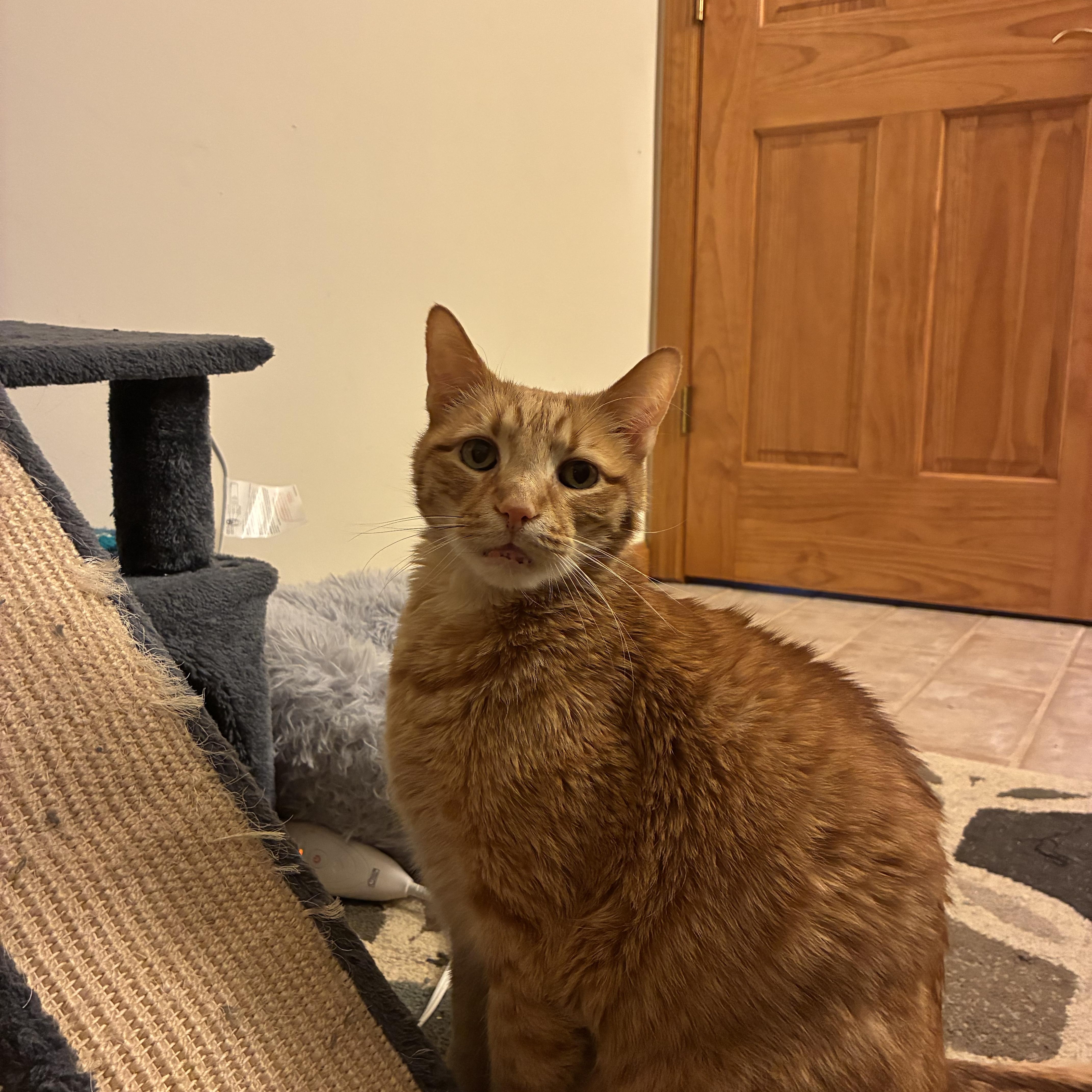 Enlarge Tom, an adopted Domestic Short Hair in Sewell, NJ image 3/3