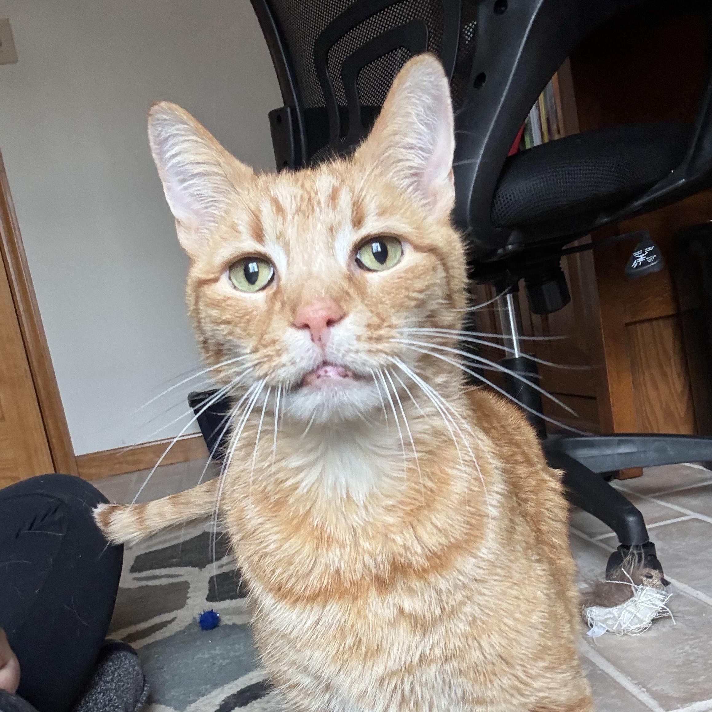 Enlarge Tom, an adopted Domestic Short Hair in Sewell, NJ image 1/3