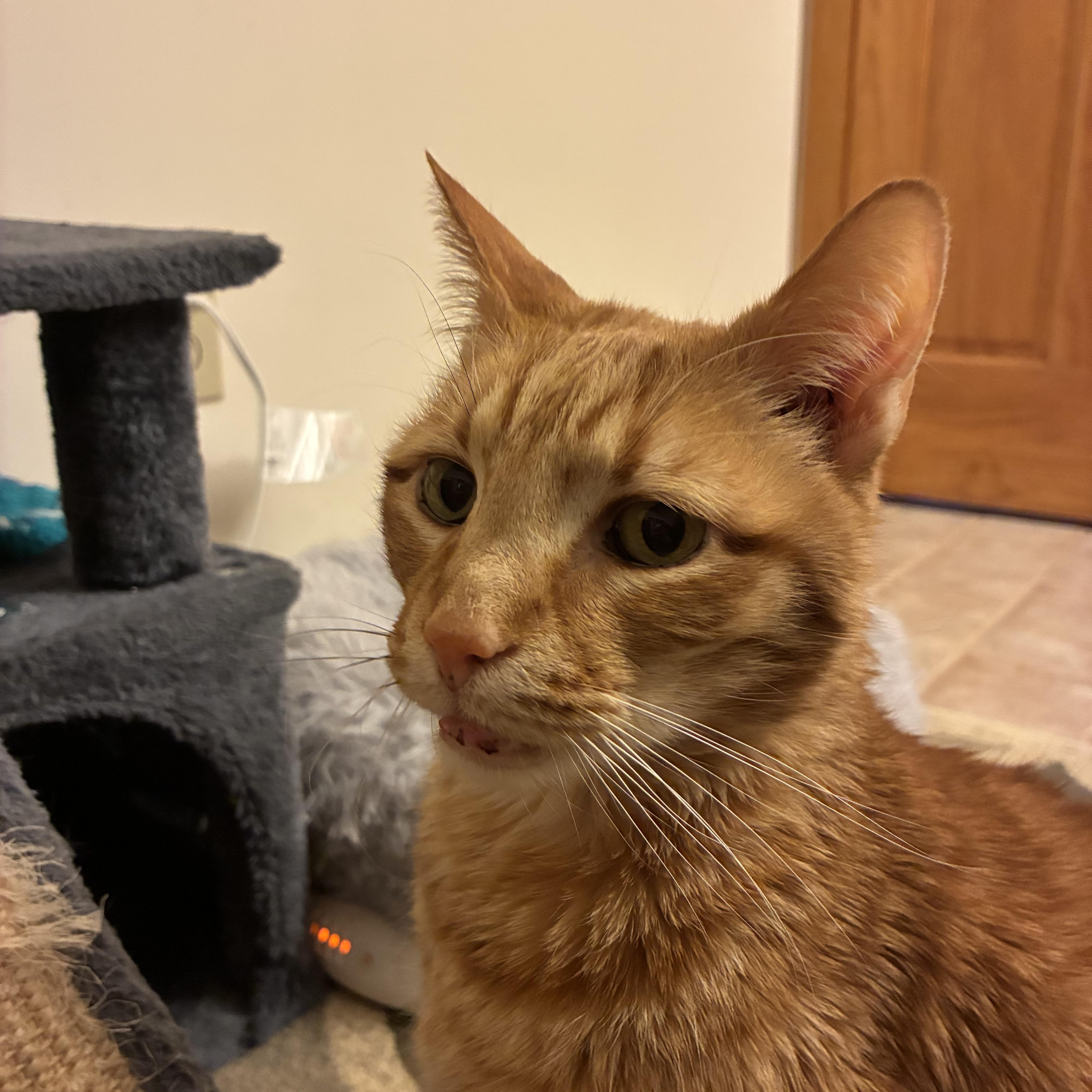 Enlarge Tom, an adopted Domestic Short Hair in Sewell, NJ image 2/3