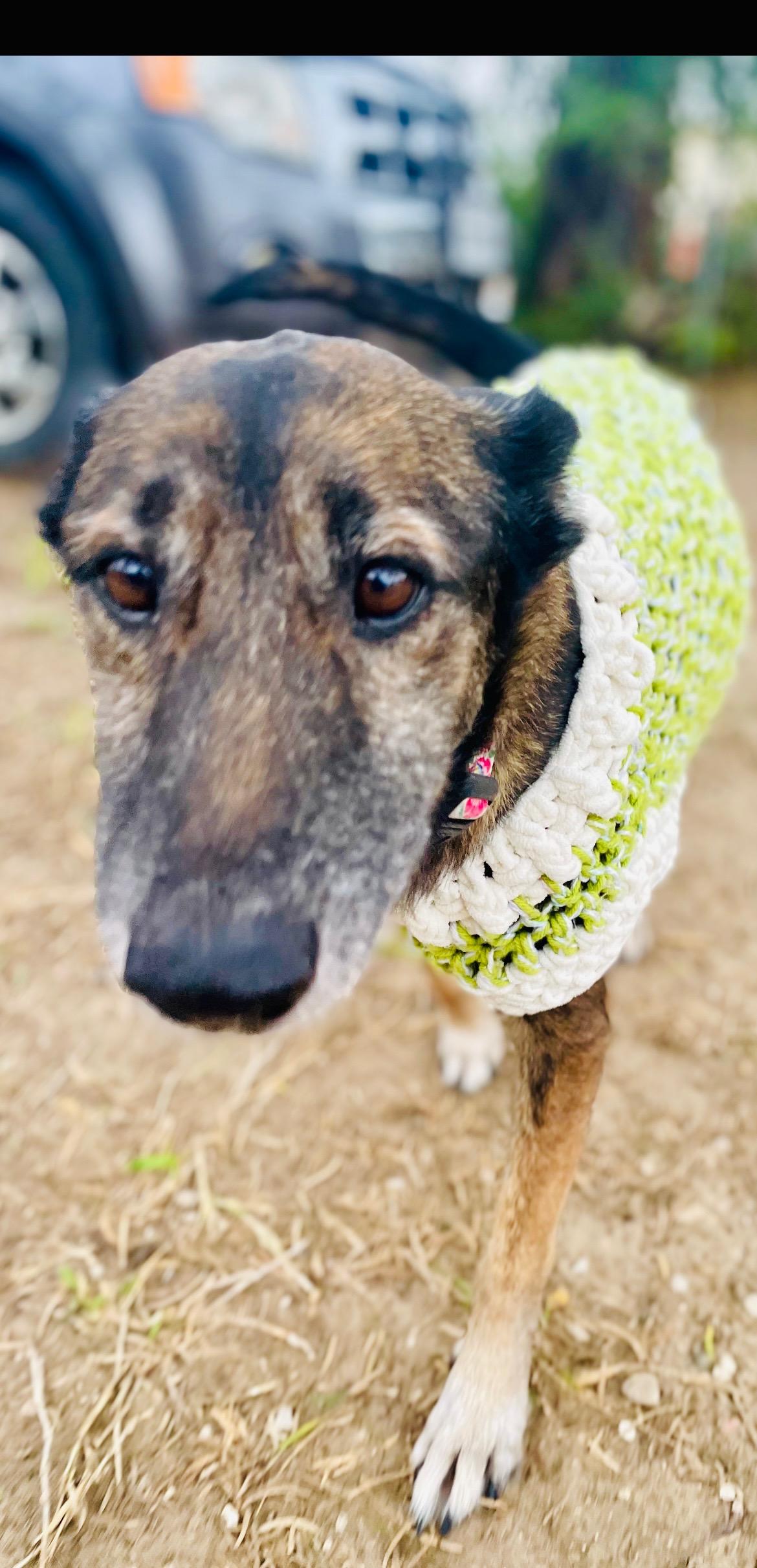Enlarge Daisy, a Adoptable Belgian Shepherd / Malinois in Harlingen, TX image 4/4