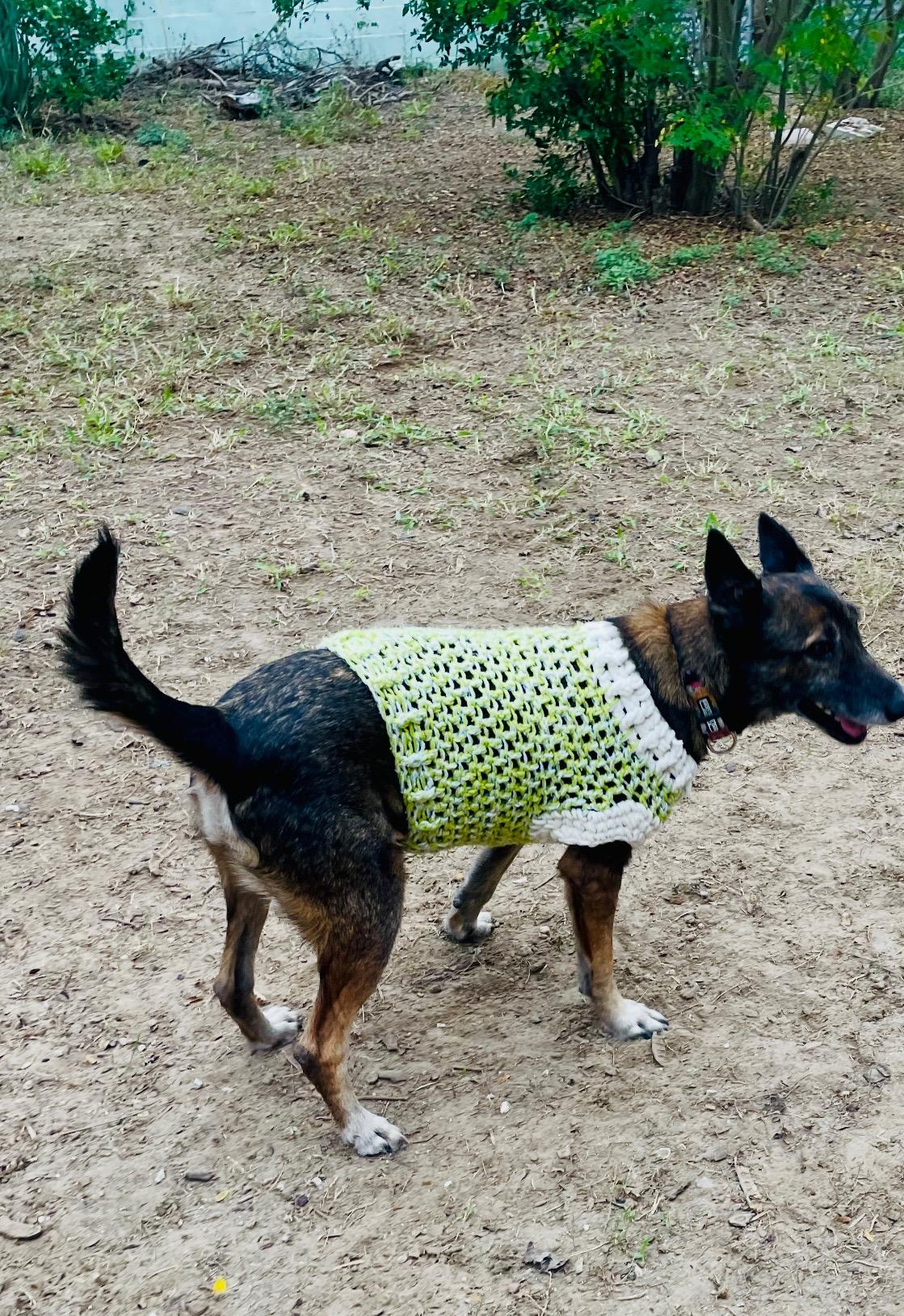 Enlarge Daisy, a Adoptable Belgian Shepherd / Malinois in Harlingen, TX image 3/4