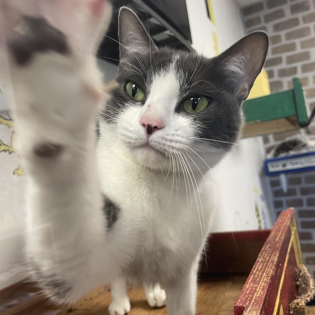 Enlarge Lady Whiskerbell, a Adoptable Domestic Short Hair in Dickinson, TX image 1/2