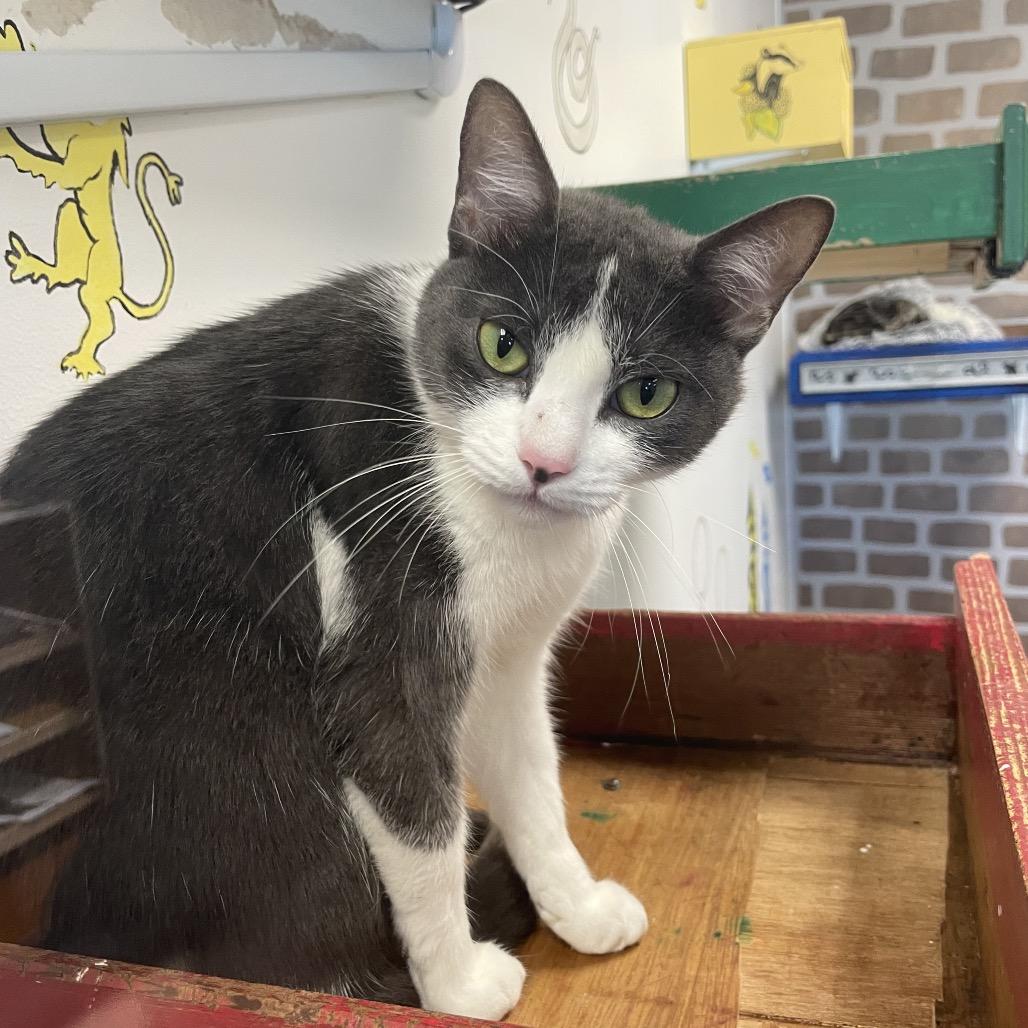 Enlarge Lady Whiskerbell, a Adoptable Domestic Short Hair in Dickinson, TX image 2/2