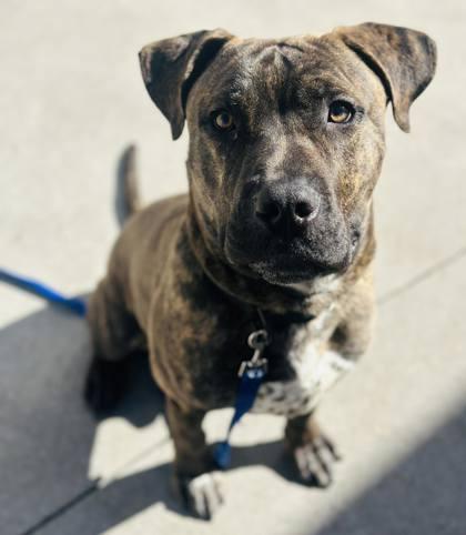 Sylvester — thumbnail 2