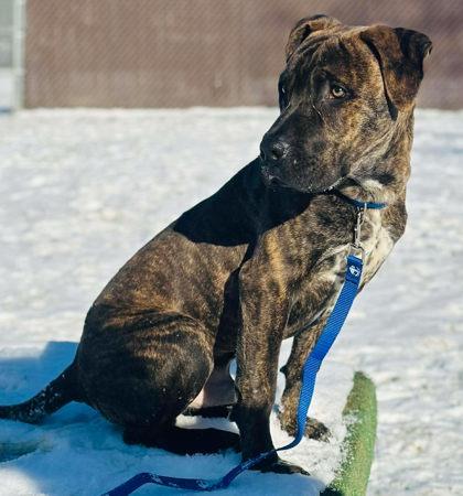 Sylvester — thumbnail 3