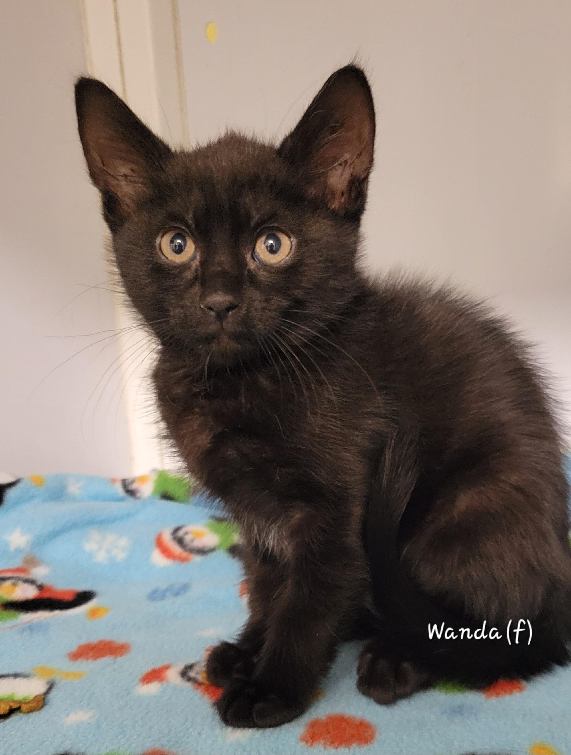 Wanda