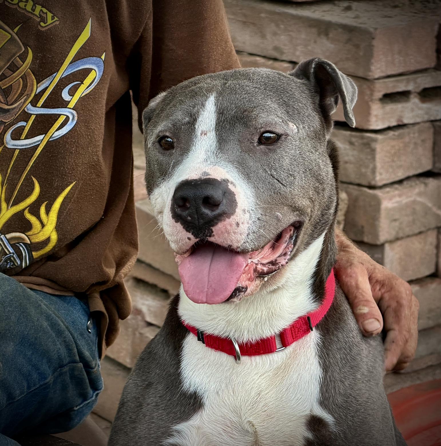 Enlarge Peter, a ADOPTABLE American Staffordshire Terrier in San Francisco, CA image 4/4