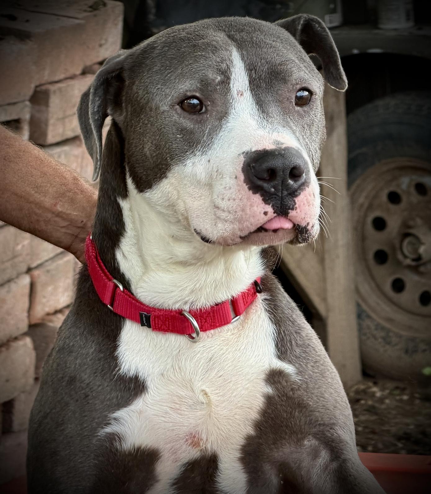 Peter, ADOPTABLE, Adult Male American Staffordshire Terrier.