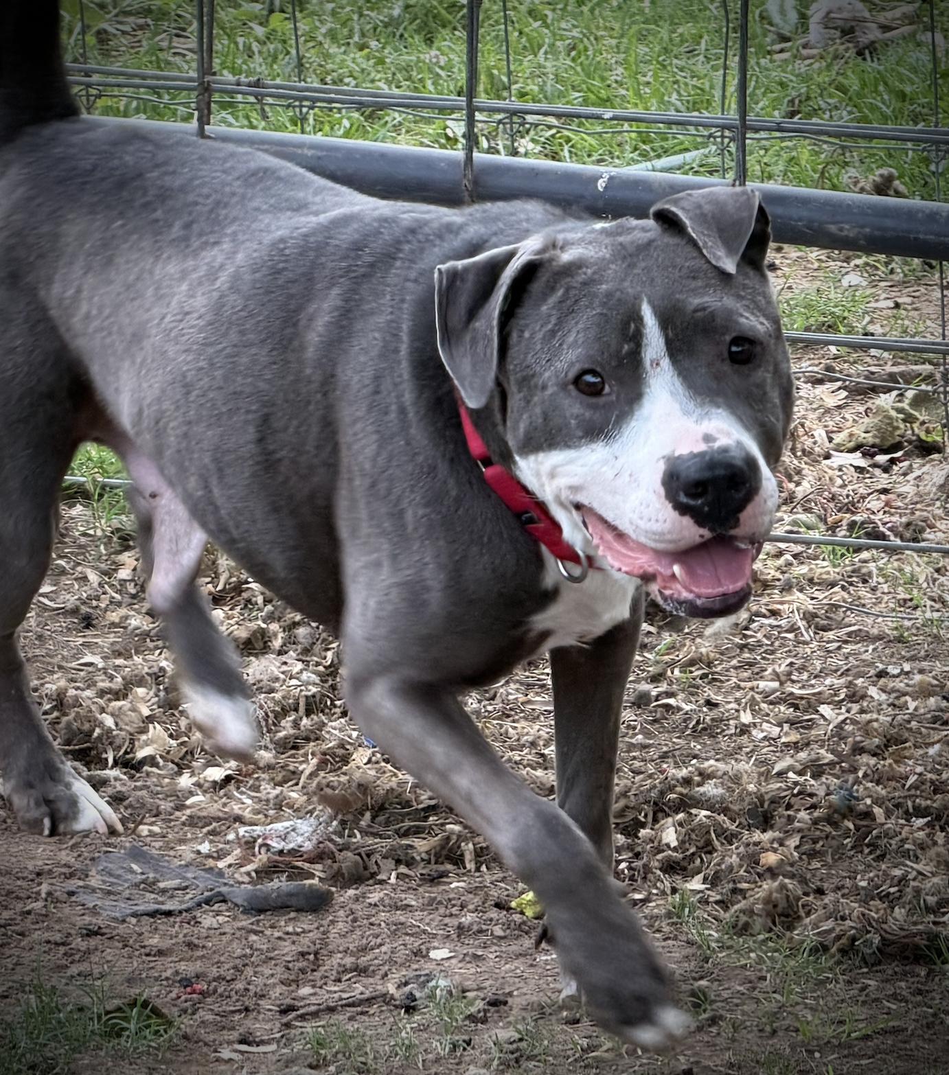 Enlarge Peter, a ADOPTABLE American Staffordshire Terrier in San Francisco, CA image 2/4