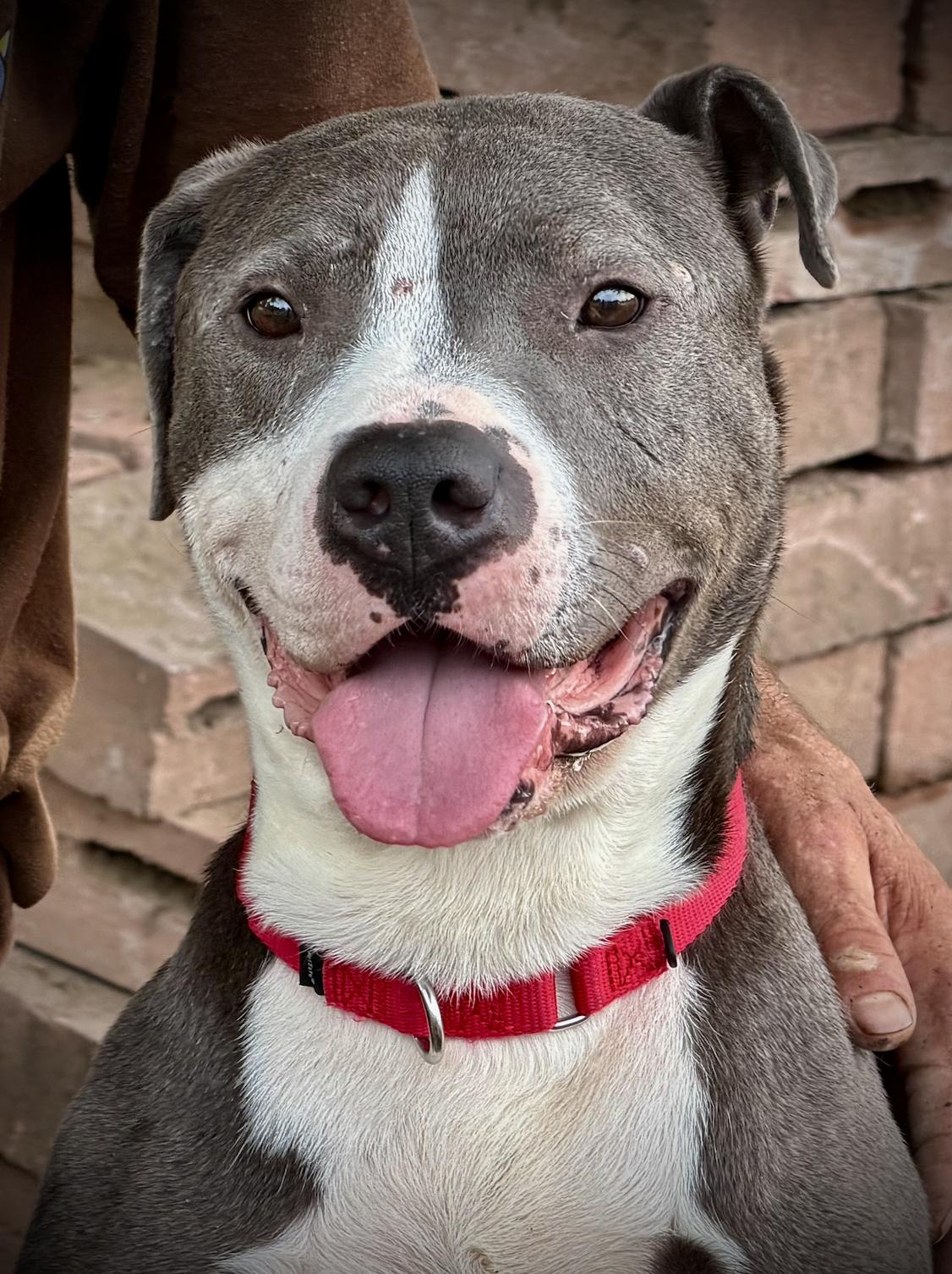 Enlarge Peter, a ADOPTABLE American Staffordshire Terrier in San Francisco, CA image 3/4