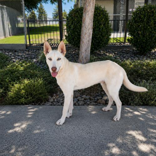 Enlarge Koda, a Adoptable mixed breed in Lathrop, CA image 2/2