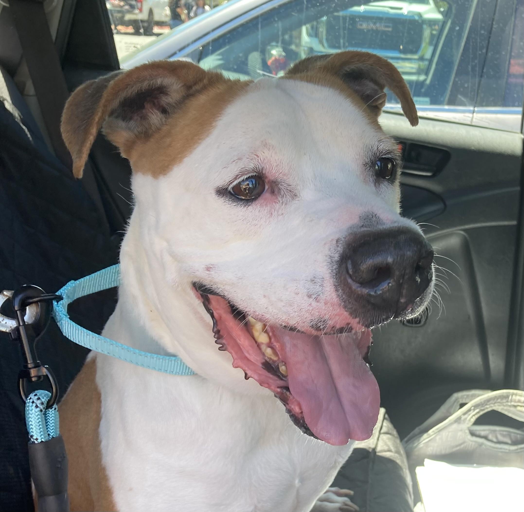 Enlarge BELLA, a Adoptable Pit Bull Terrier in Pittsburg, CA image 1/6