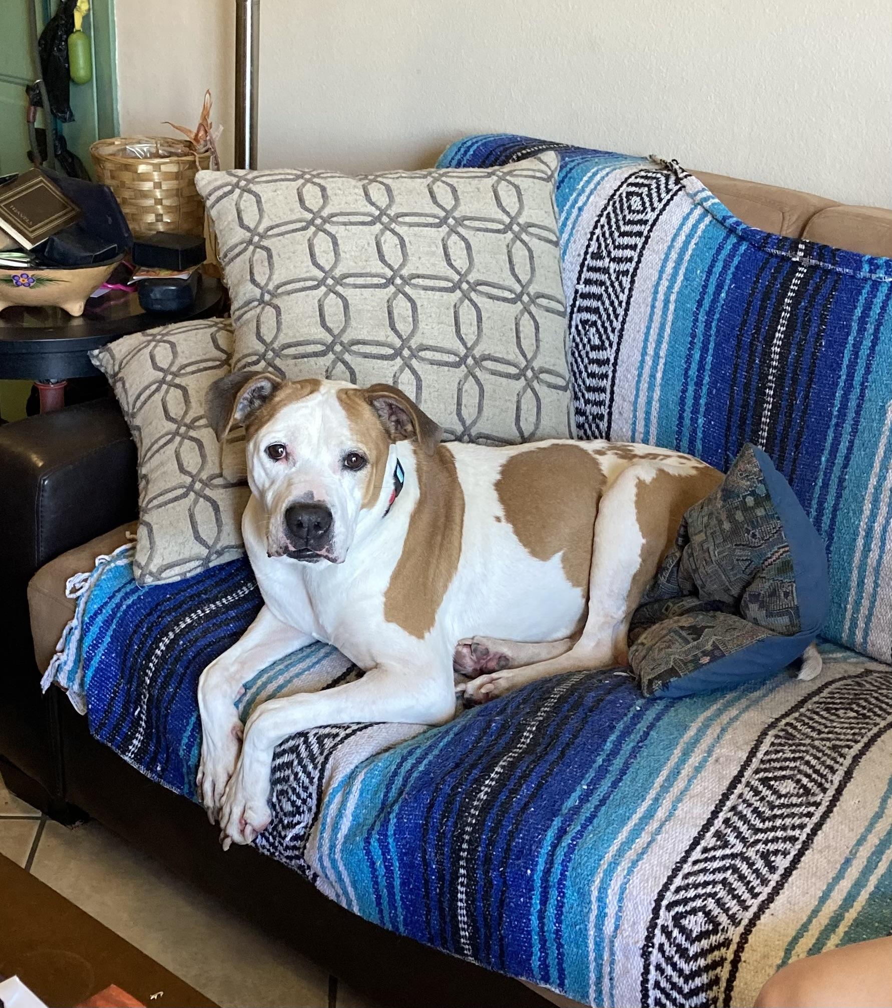 Enlarge BELLA, a Adoptable Pit Bull Terrier in Pittsburg, CA image 2/6