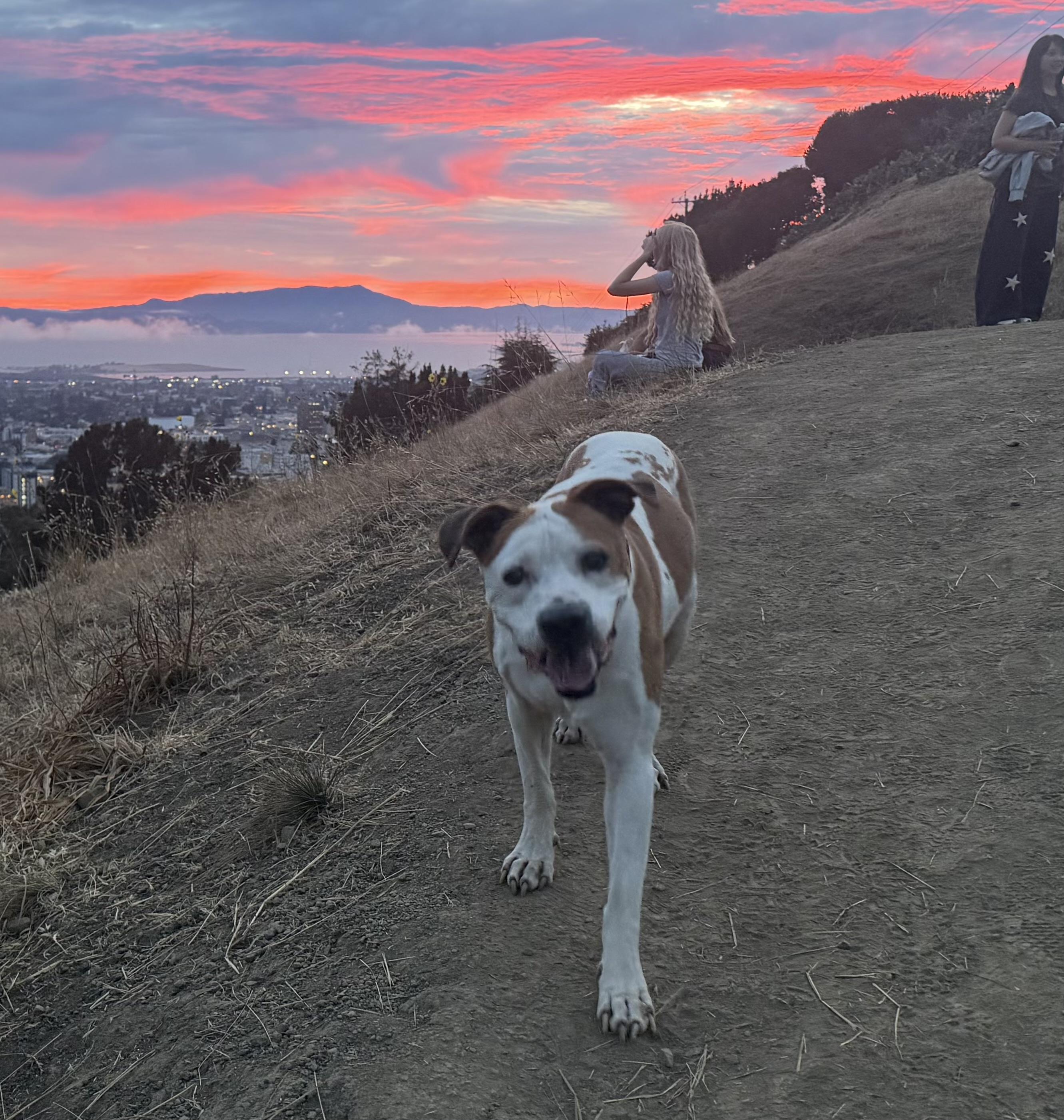 Enlarge BELLA, a Adoptable Pit Bull Terrier in Pittsburg, CA image 6/6