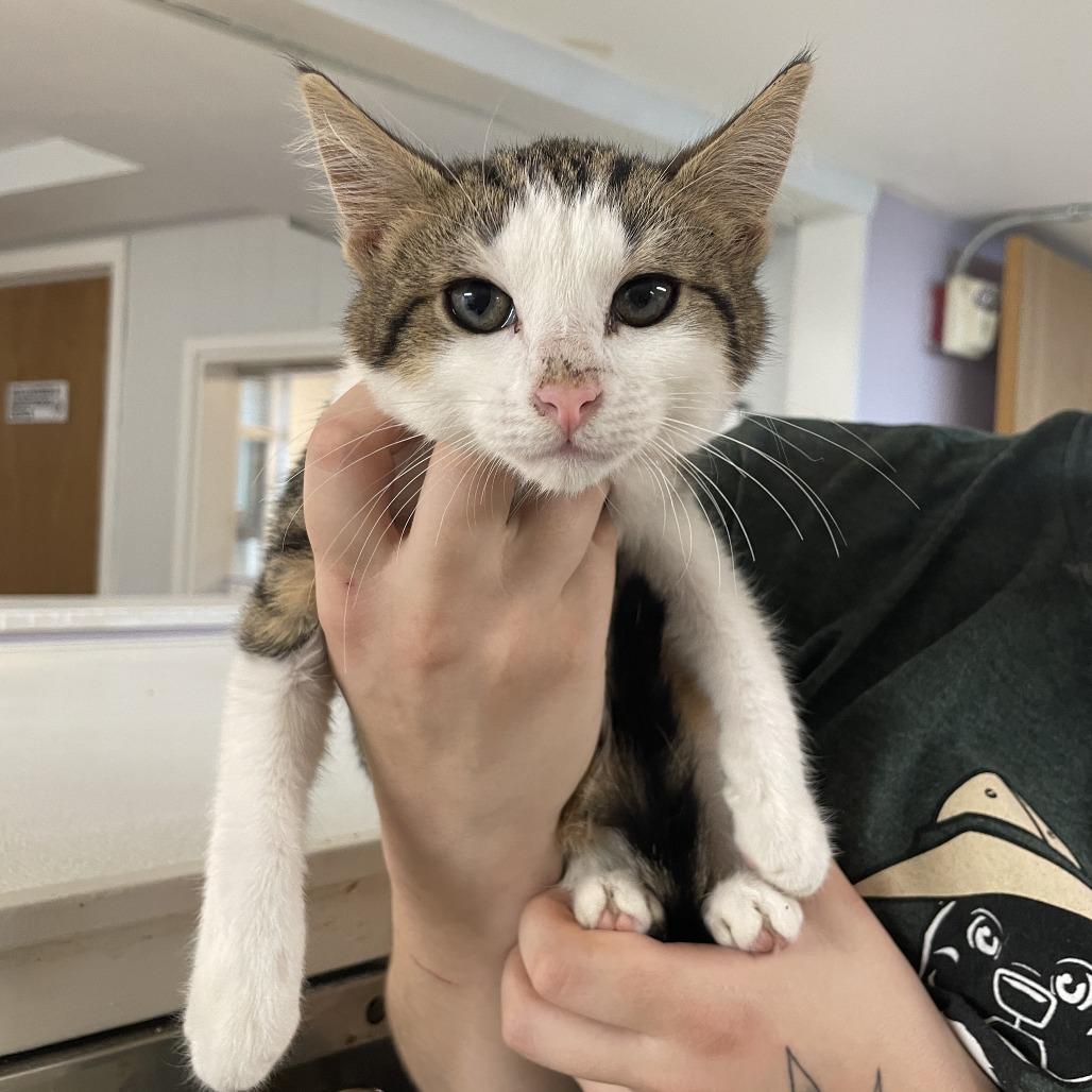 Hawk, Adoptable, Kitten Female Domestic Short Hair.