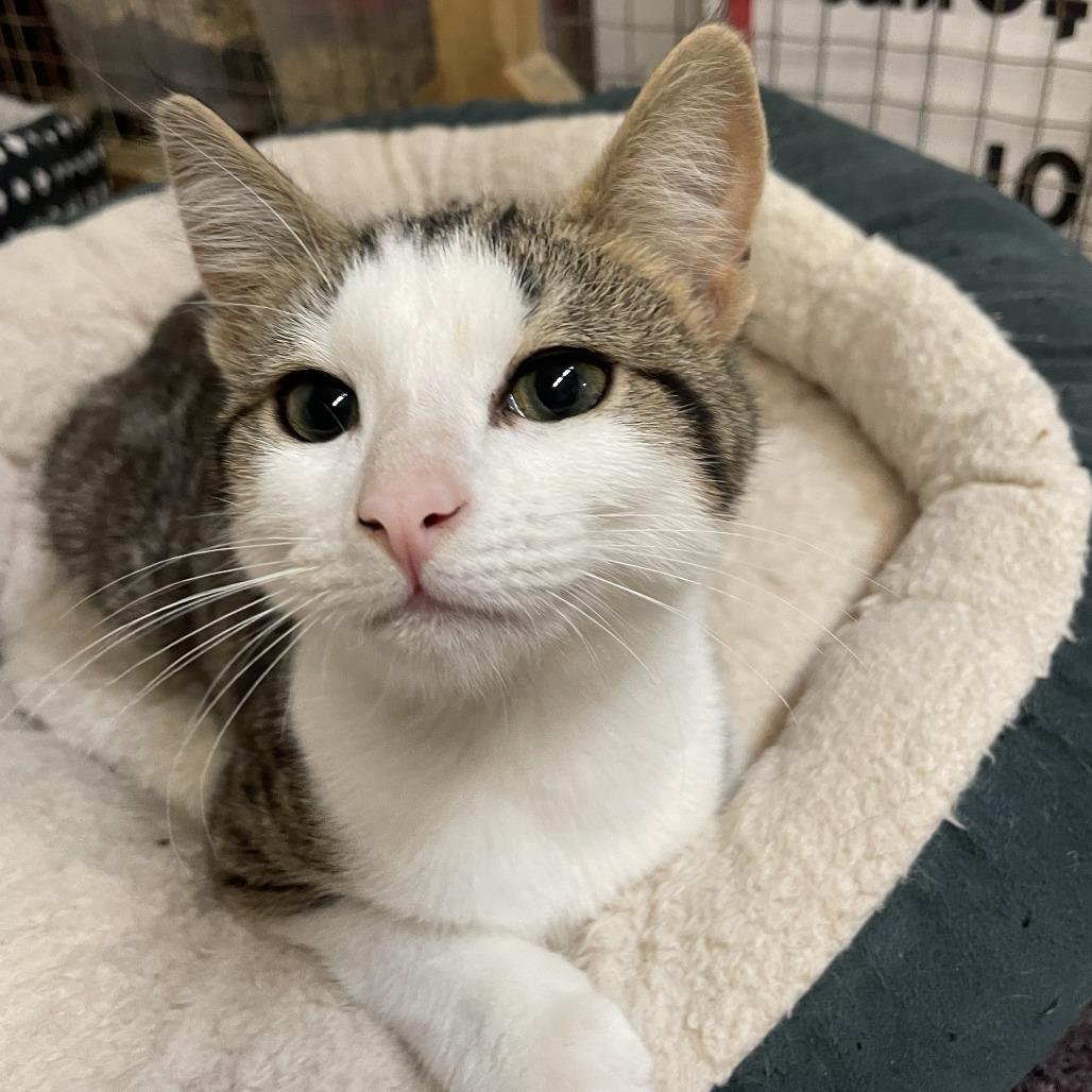 Hawk, a Adoptable Domestic Short Hair in Madison, WI image 2/2