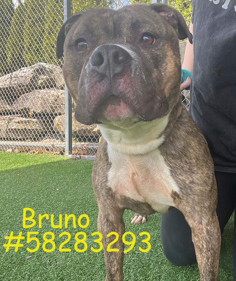 Enlarge Bruno, a Adoptable mixed breed in Wilkes Barre, PA image 1/1