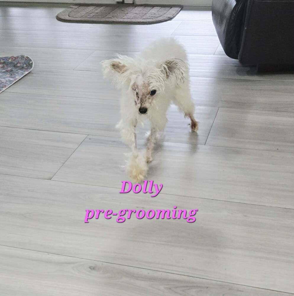Dolly, Adoptable, Adult Female Chinese Crested Dog & Maltese.