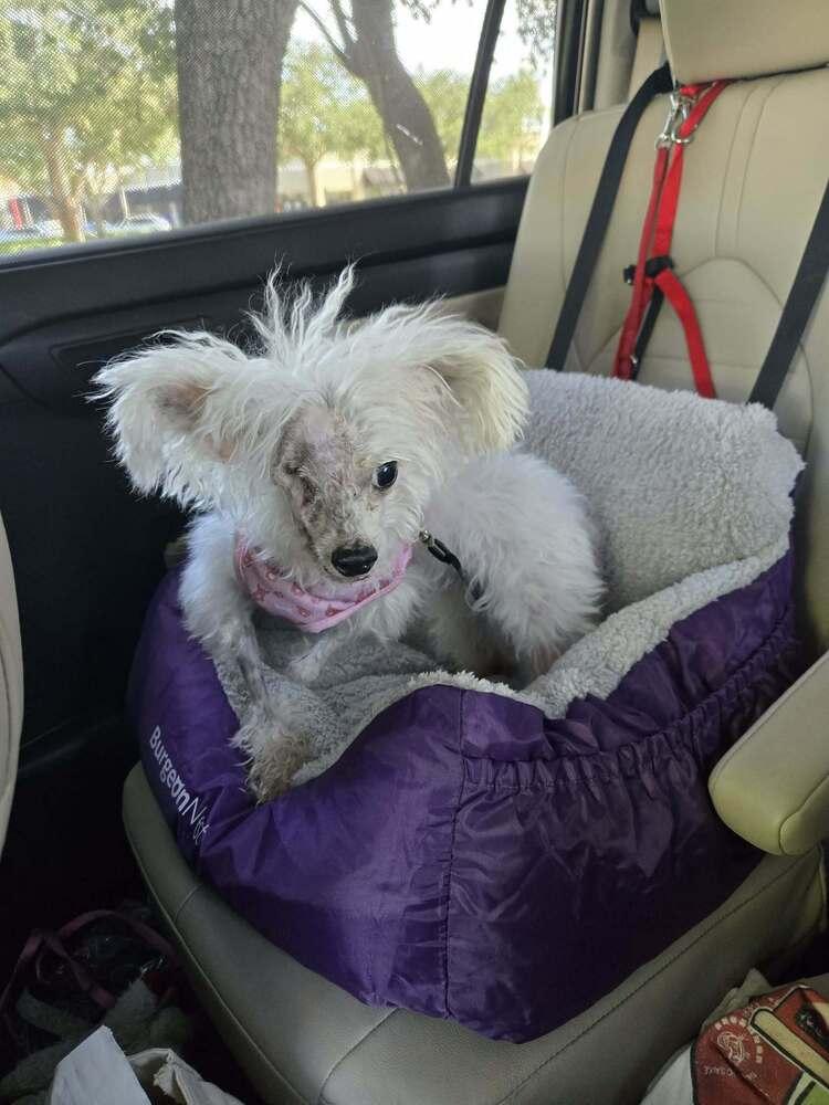 Enlarge Dolly, a Adoptable mixed breed in Plantation, FL image 2/4