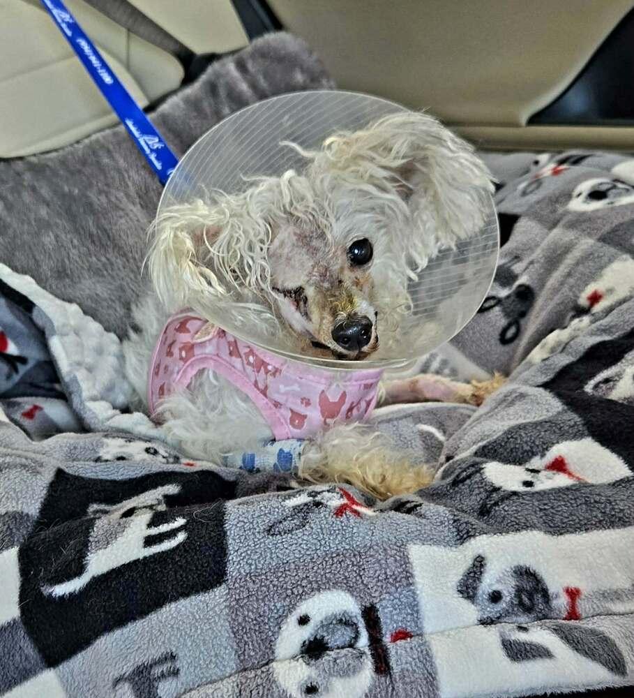 Enlarge Dolly, a Adoptable mixed breed in Plantation, FL image 4/4