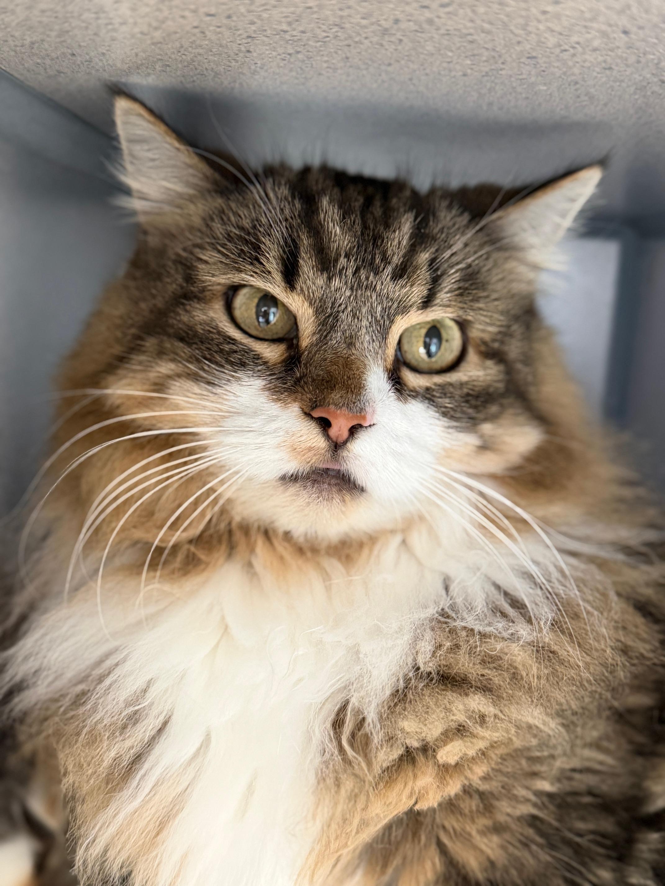 Coco, ADOPTABLE, Senior Female Domestic Long Hair.