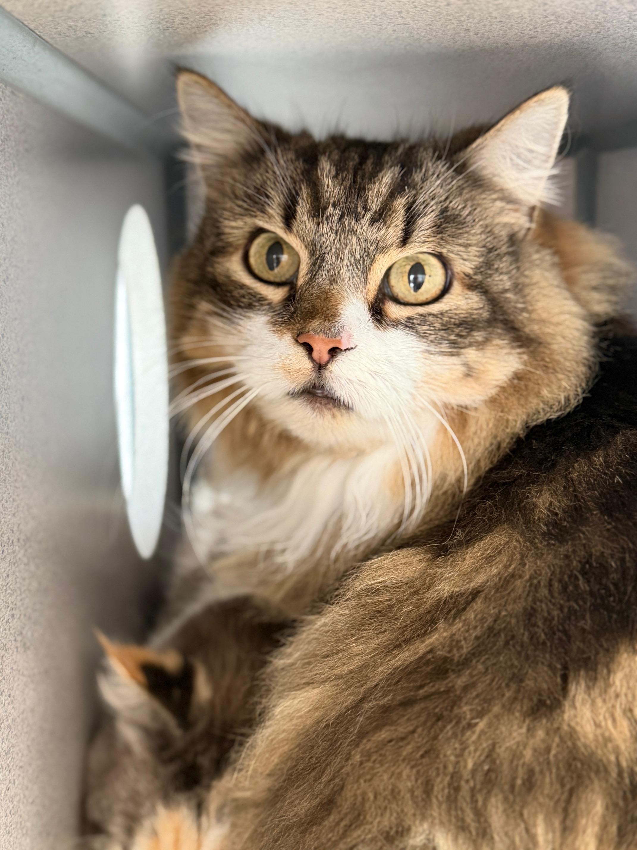 Enlarge Coco, a ADOPTABLE Domestic Long Hair in Gardnerville, NV image 3/3