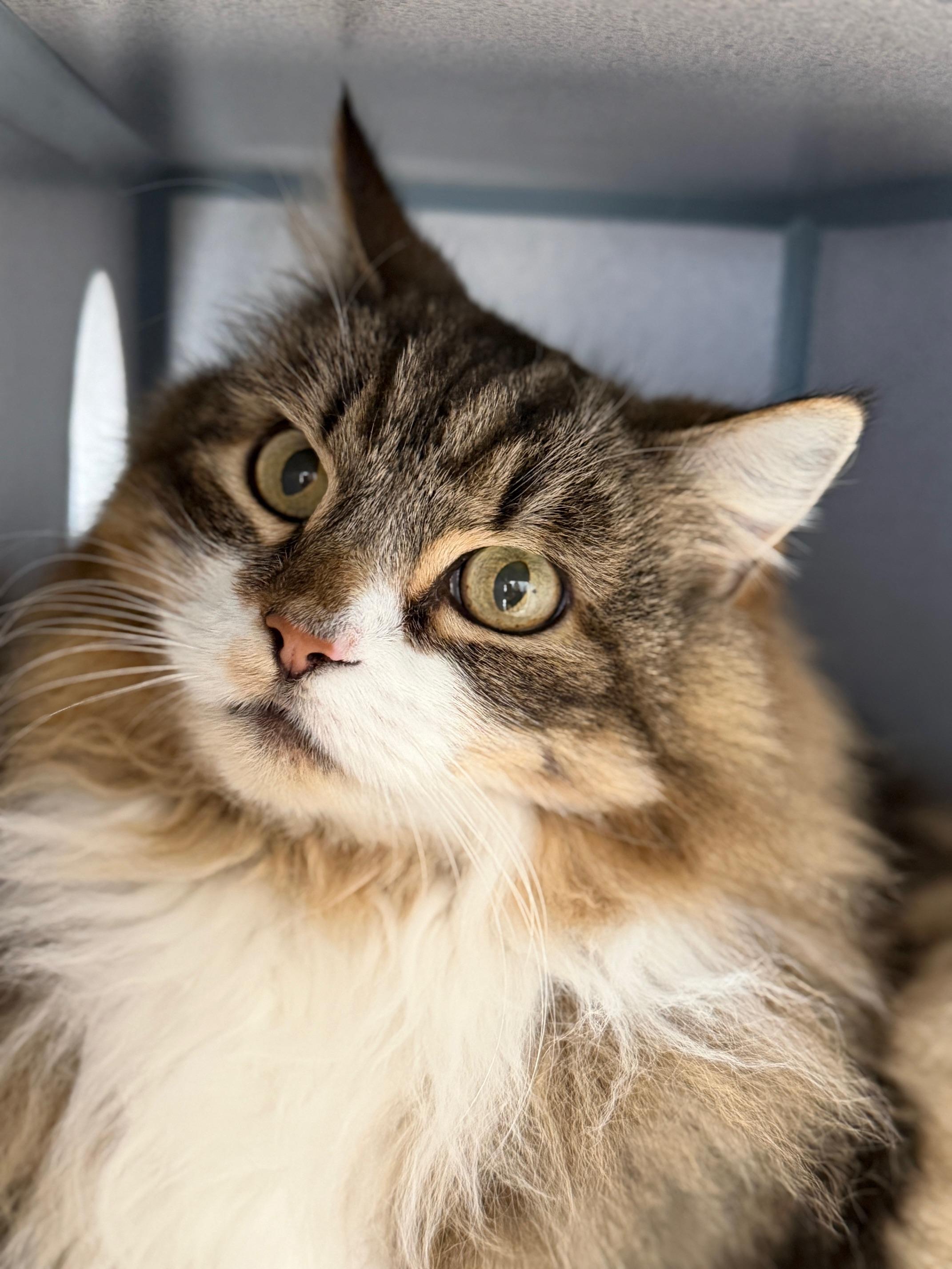 Enlarge Coco, a ADOPTABLE Domestic Long Hair in Gardnerville, NV image 2/3