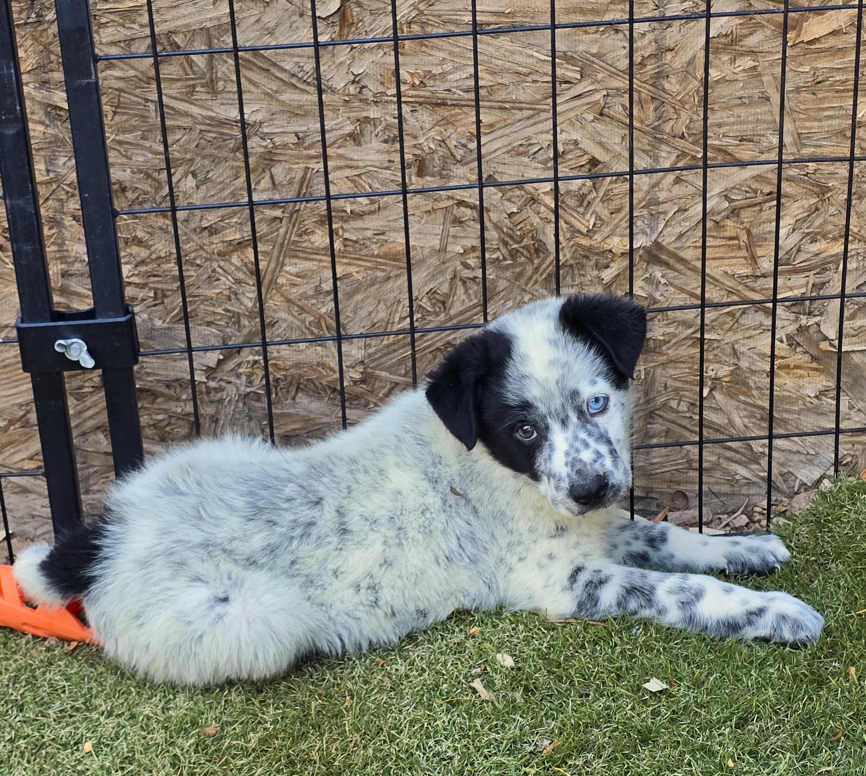 Cobalt, ADOPTABLE, Puppy Male Australian Cattle Dog / Blue Heeler & Australian Shepherd.